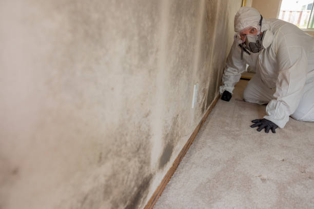 Best Emergency Mold Remediation  in Bronte, TX